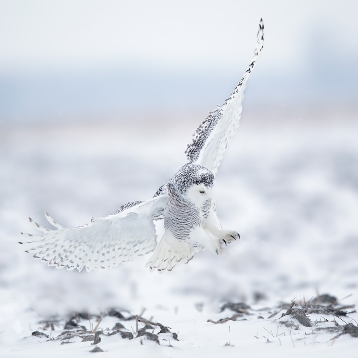 snowy owl