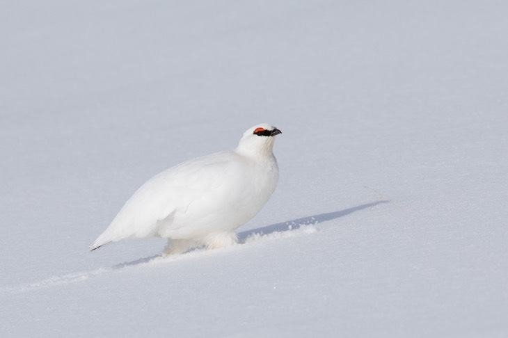 svalbard ptarmigan