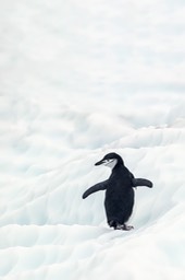 chinstrap penguin