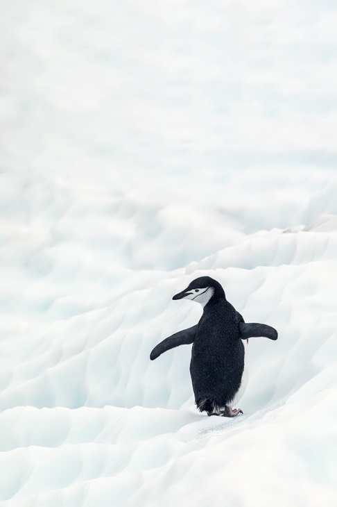 chinstrap penguin