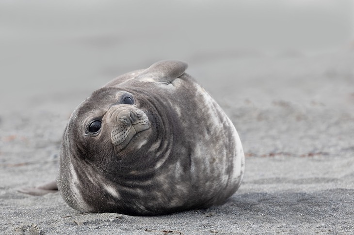 southern elephant seal