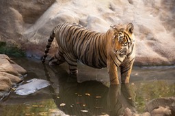 bengal tiger