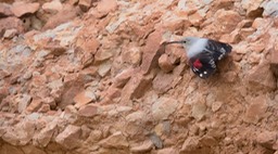 wallcreeper