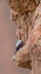 wallcreeper