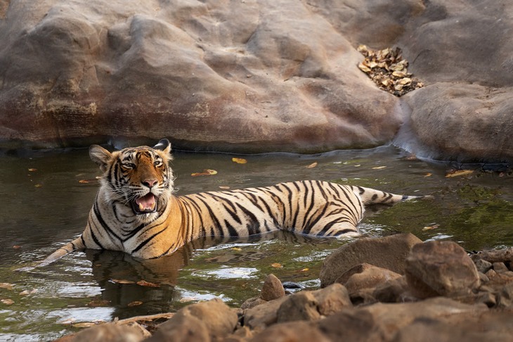 bengal tiger