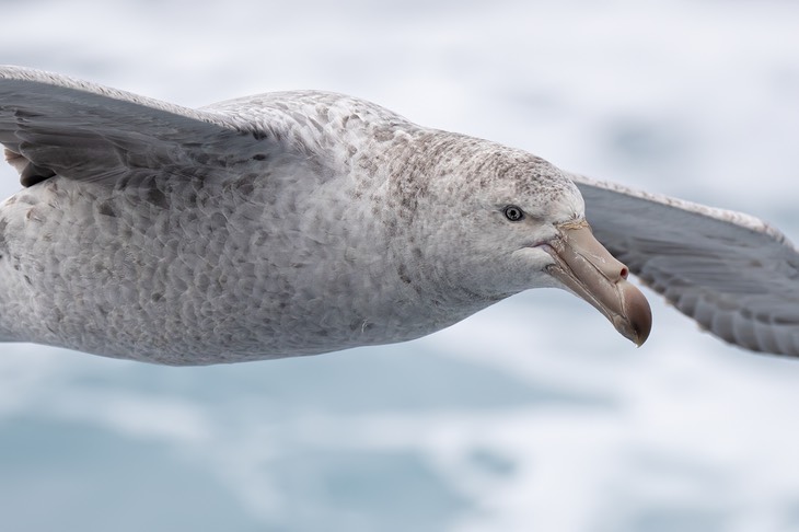 giant petrel