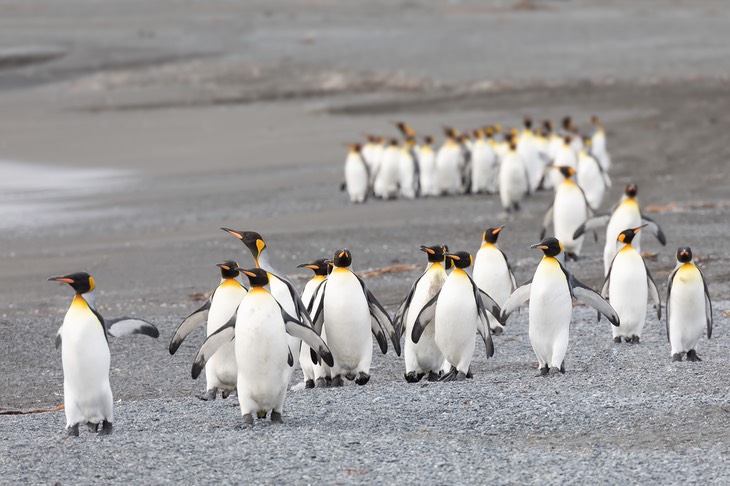 king penguin