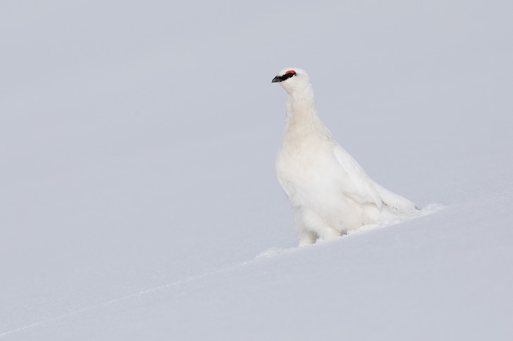 svalbard ptarmigan