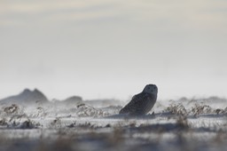 snowy owl