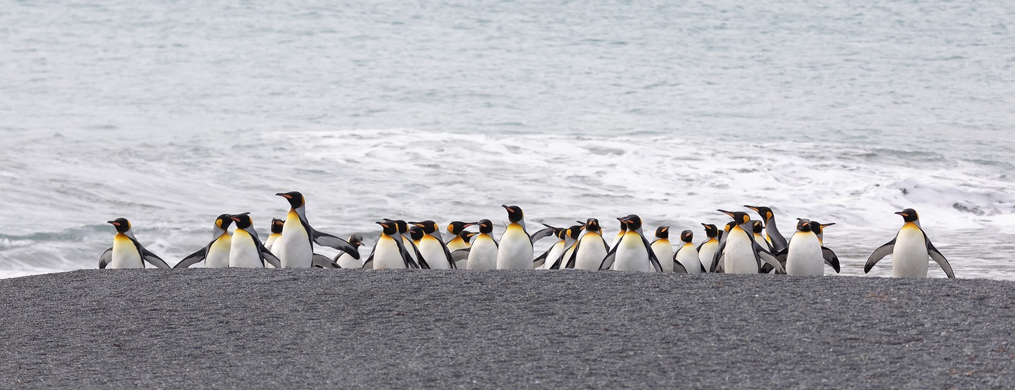 king penguin