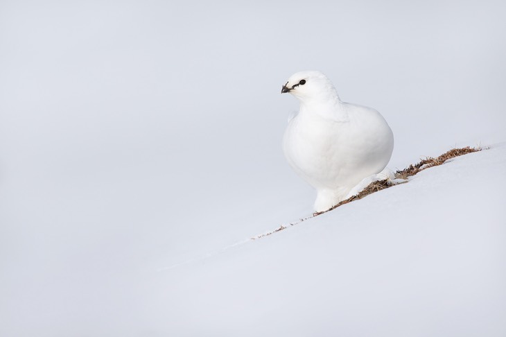 svalbard ptarmigan