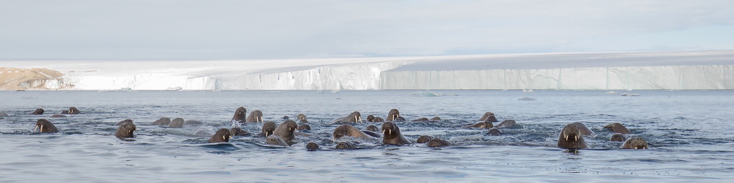 walrus