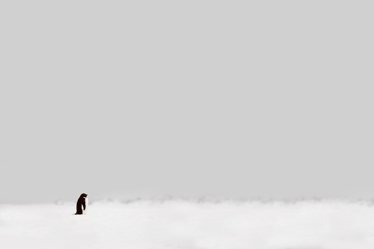 adelie penguin