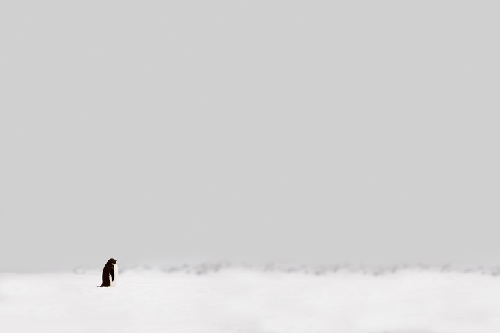 adelie penguin