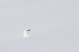 svalbard ptarmigan