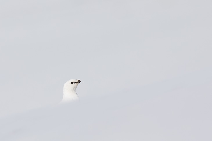 svalbard ptarmigan