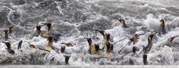 king penguin