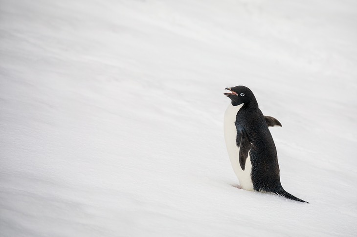 adelie penguin