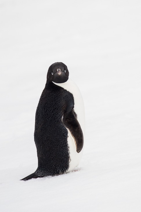 adelie penguin