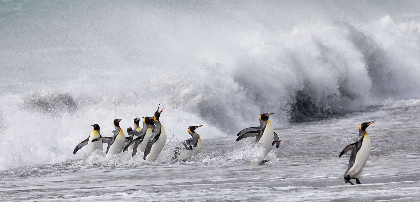 king penguin