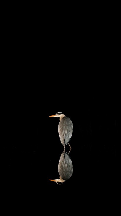 grey heron