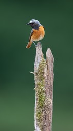 redstart