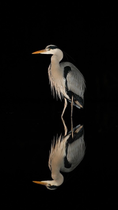 grey heron