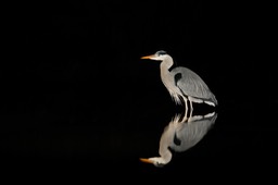 grey heron