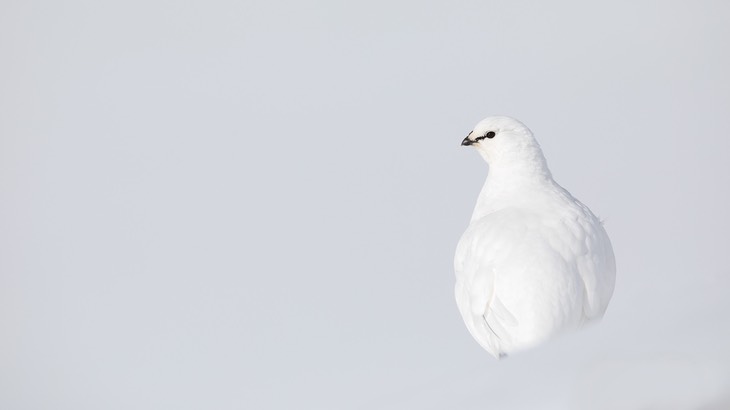 svalbard ptarmigan