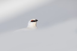 svalbard ptarmigan