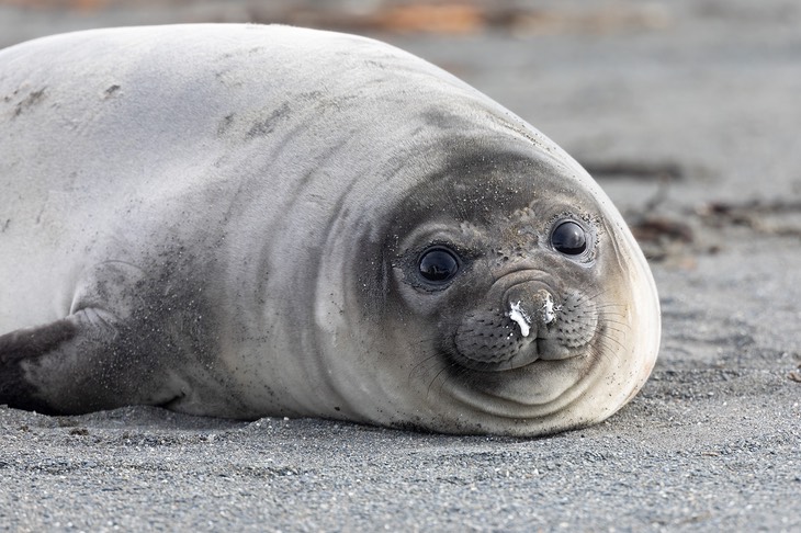 southern elephant seal