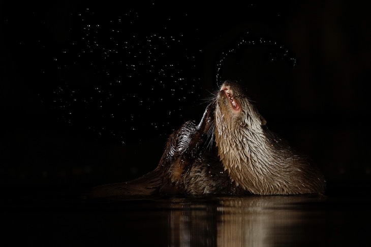 common otter