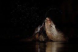 common otter