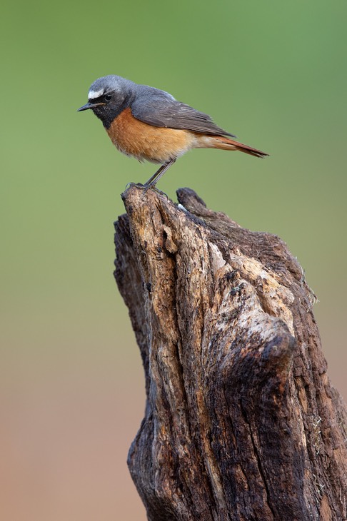 redstart