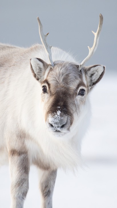 svalbard reindeer