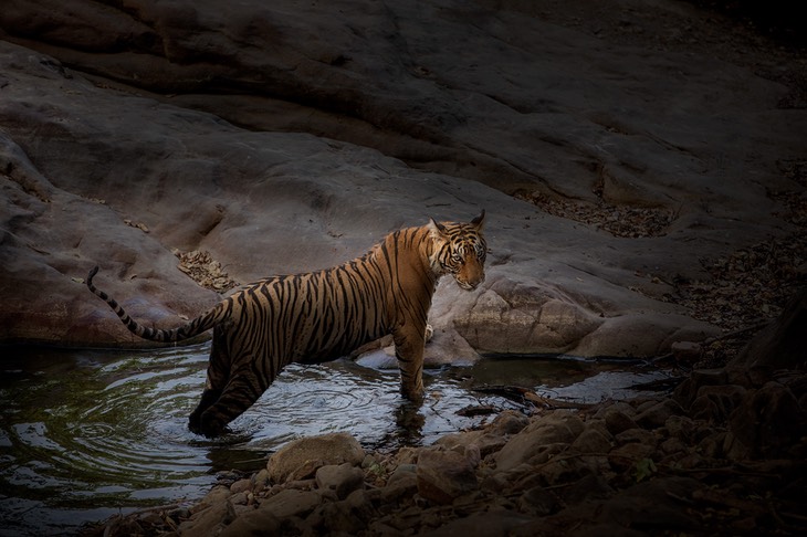 bengal tiger