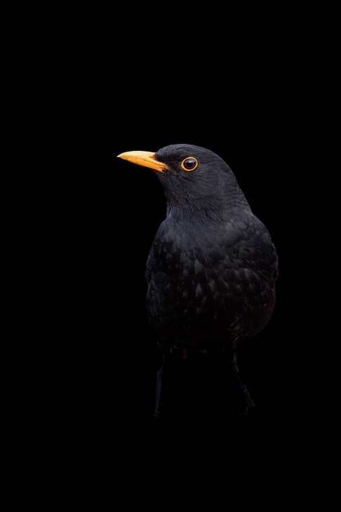 blackbird