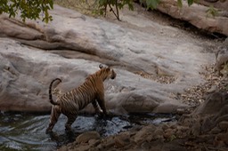 bengal tiger