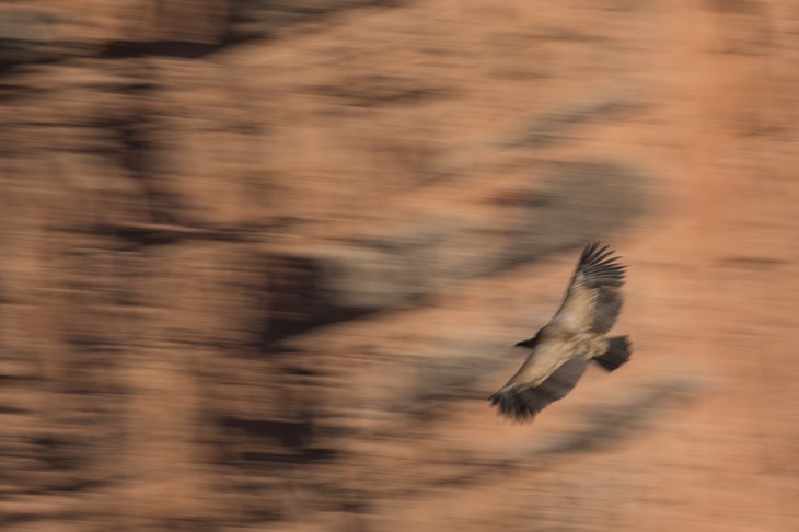 griffon vulture