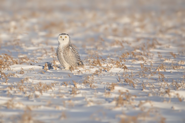 snowy owl