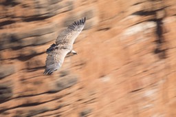 griffon vulture