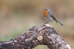 robin