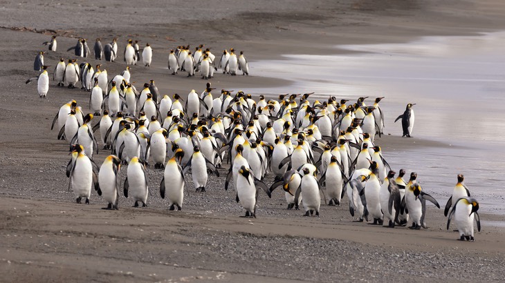 king penguin