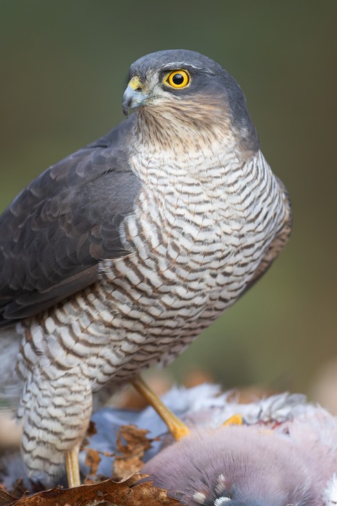 sparrowhawk