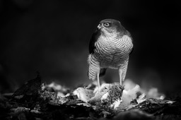 sparrowhawk