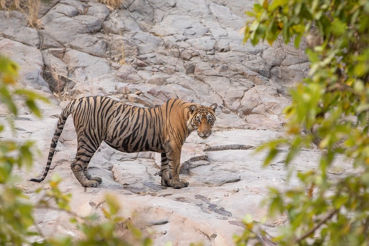 bengal tiger