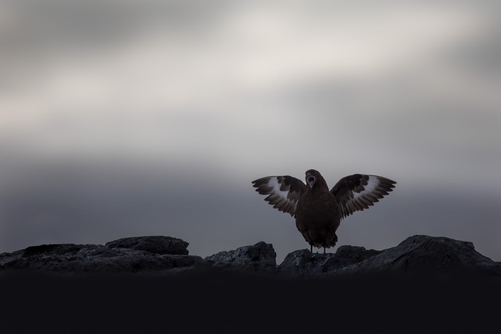 brown skua