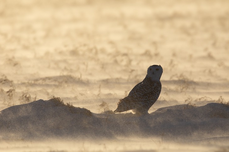 snowy owl