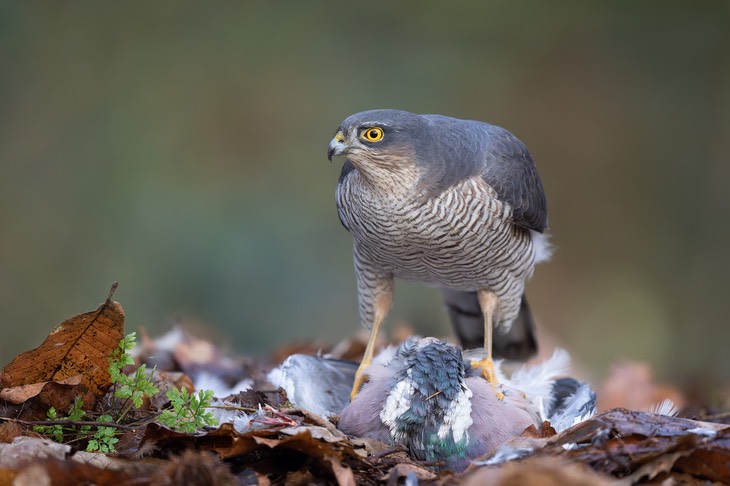 sparrowhawk