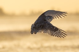 snowy owl